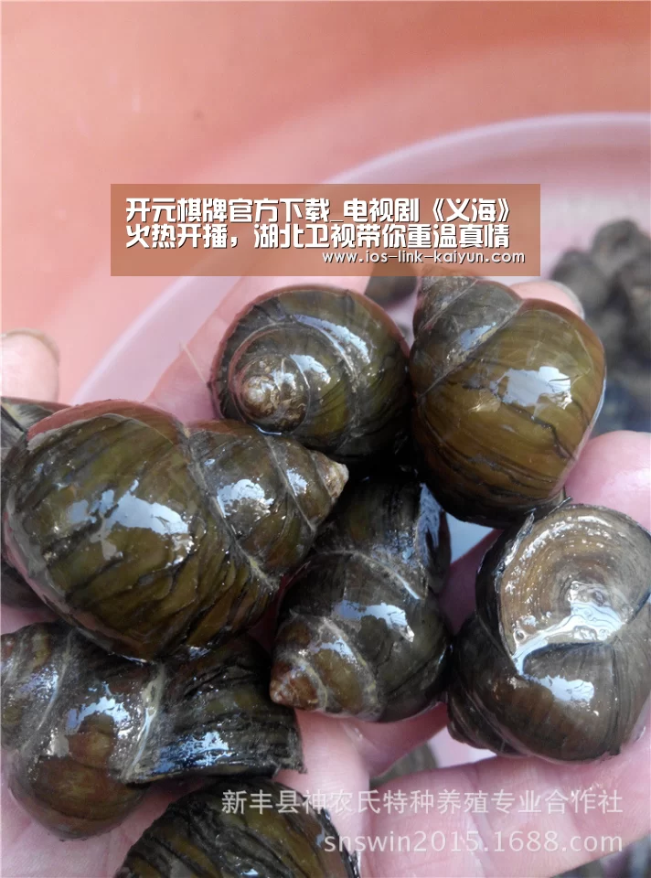 开元棋牌官方下载_电视剧《义海》火热开播,湖北卫视带你重温真情实感(图4) 开元棋牌官方下载